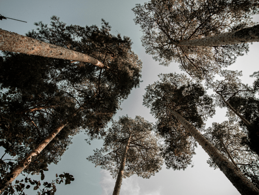 Prospettiva del diventare grandi: dal basso si vedono gli alberi più alti