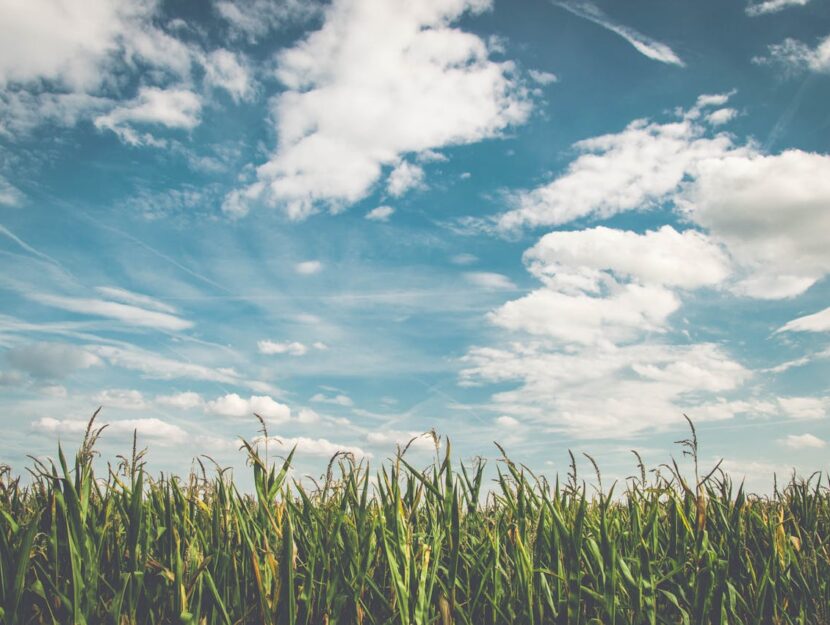 cielo con campo di grano