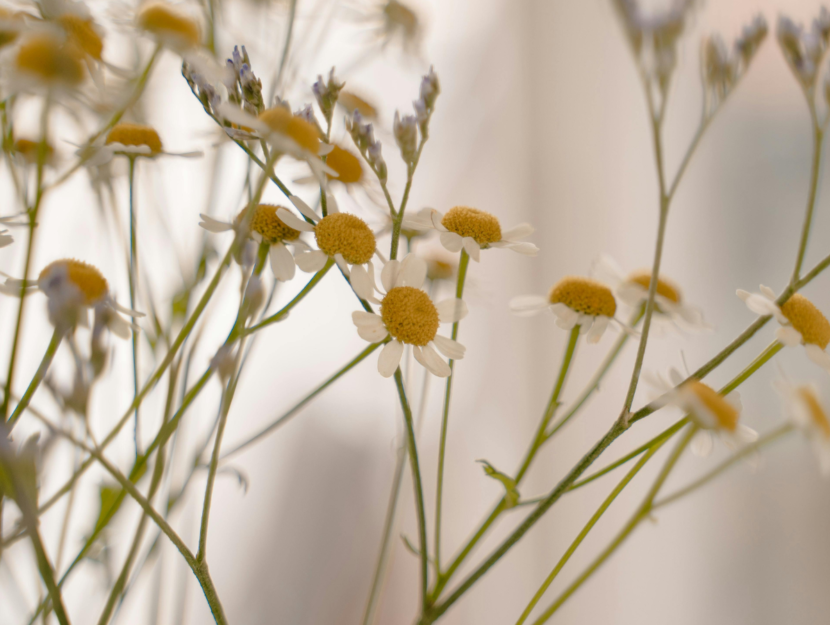 Fiori di camomilla benefici e proprietà