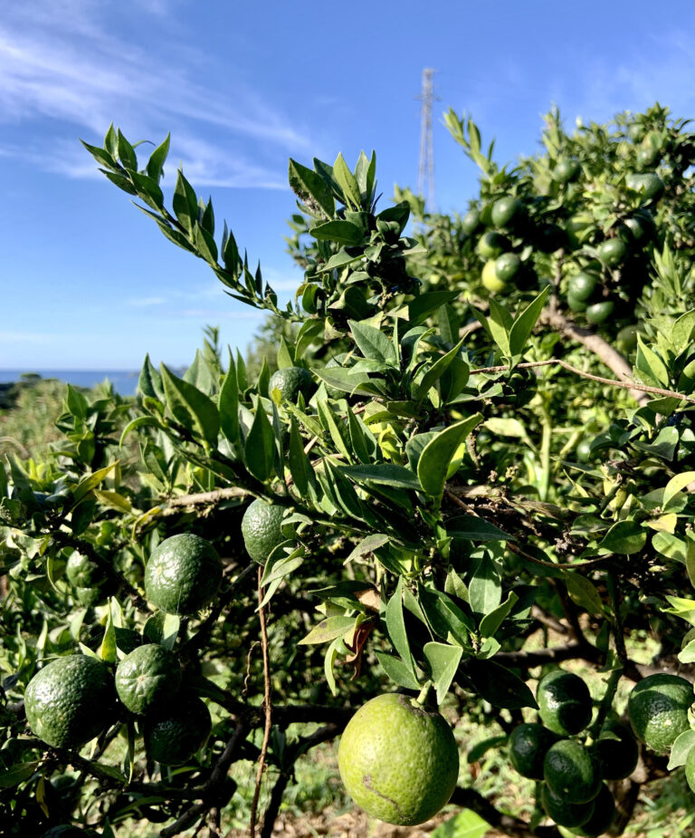 Chinotto, l'agrume sconosciuto - Donna Moderna