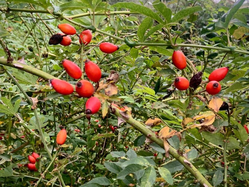 rosa autunno