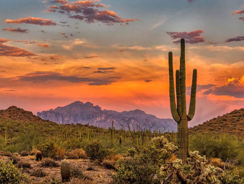 Cactus in Arizona