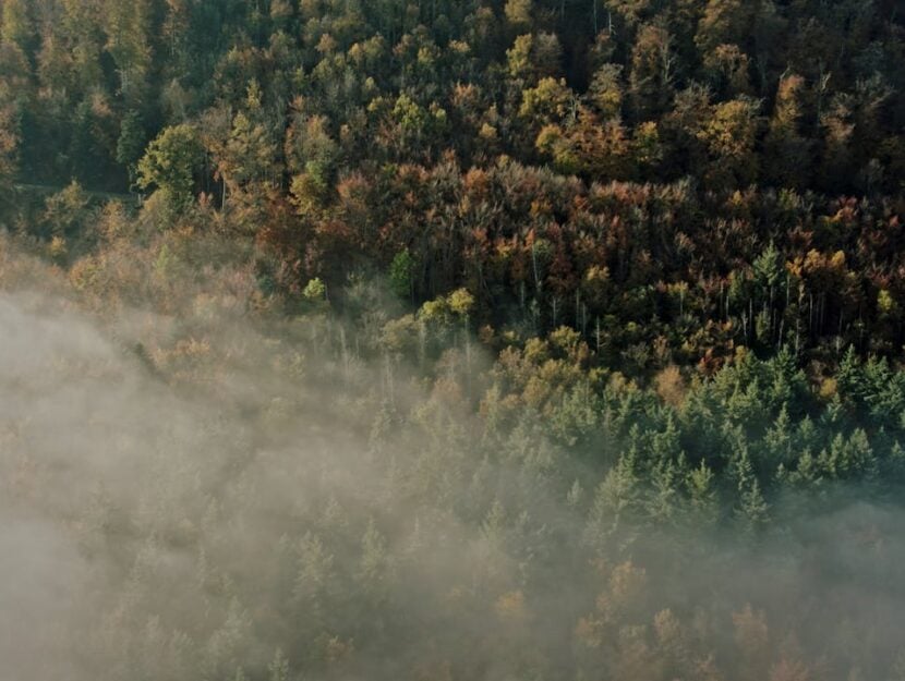 foresta vista dall'alto con nuvole