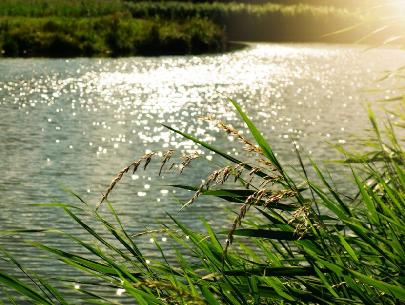 acqua ruscello