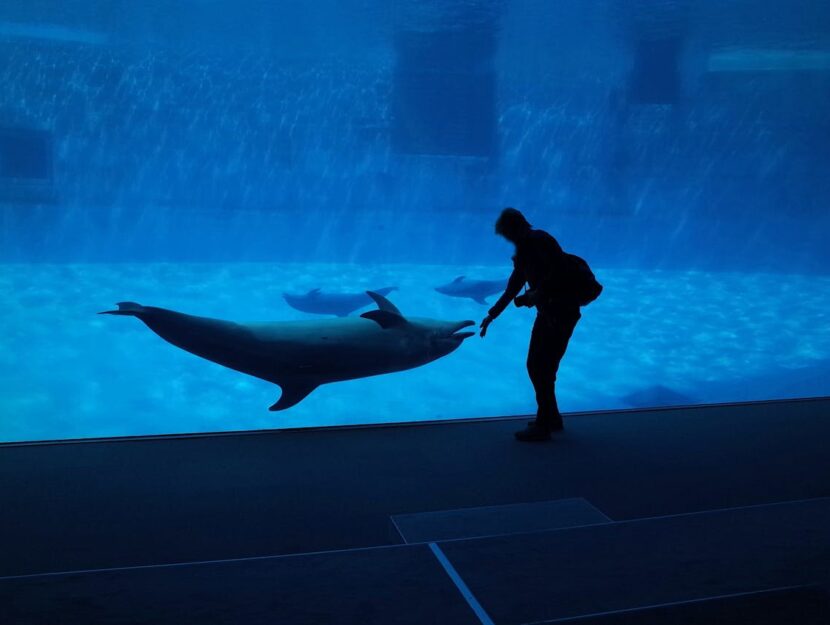 persona che gioca con un delfino in un delfinario