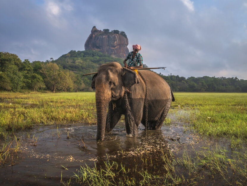 un uomo su un elefante con in lontananza Sigiriya in Sri Lanka