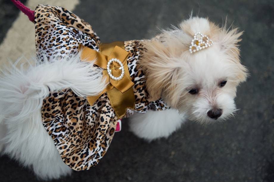 Carnevale: Vestiti per Cani - Tweedot blog