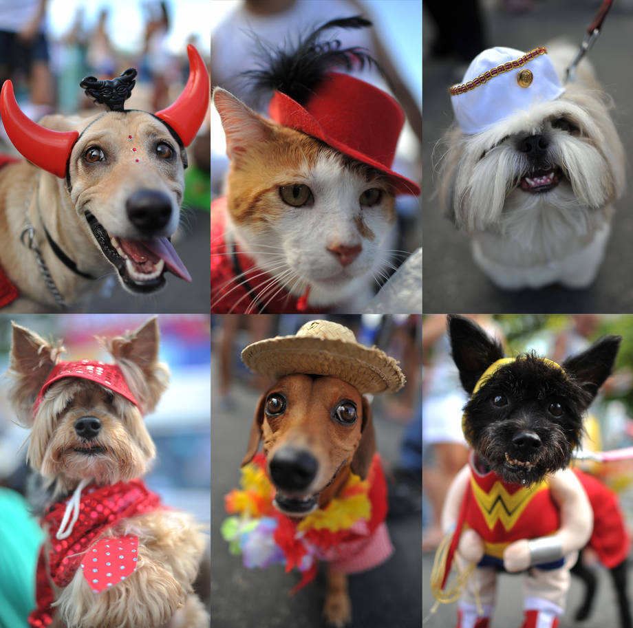 Vestiti di Carnevale per cani - Donna Moderna