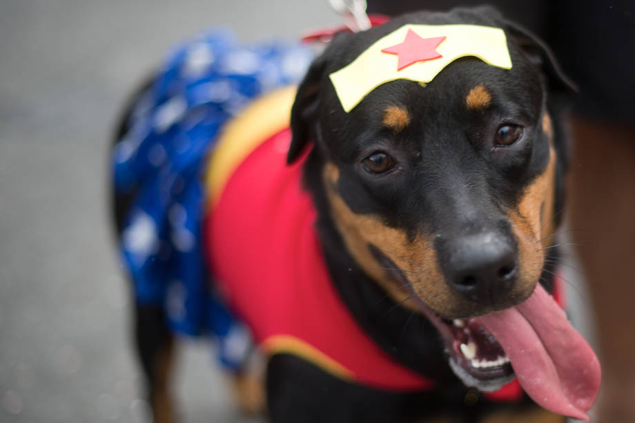 Vestiti di Carnevale per cani - Donna Moderna