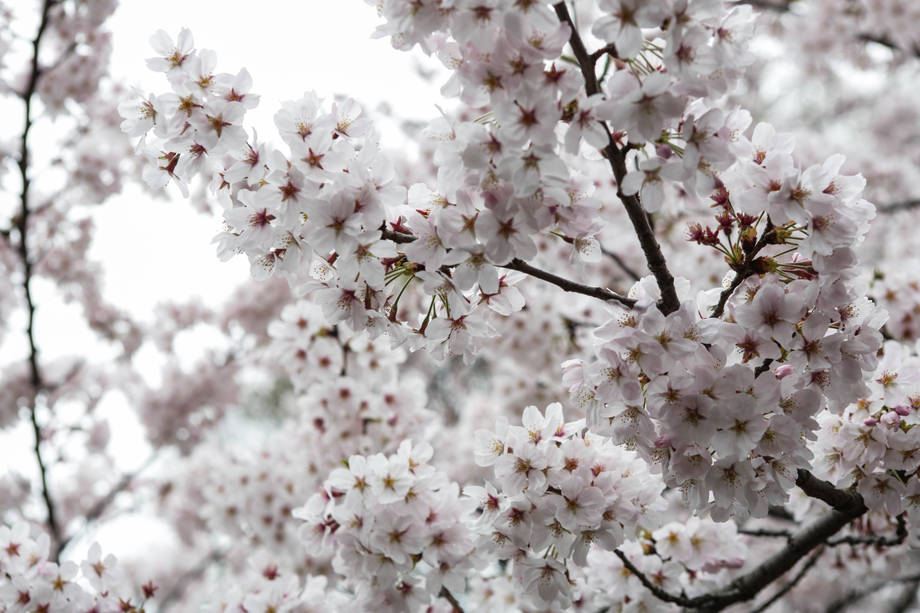 Hanami fusion: la tradizione dell'ammirazione dei fiori di ciliegio  trasportata in Italia