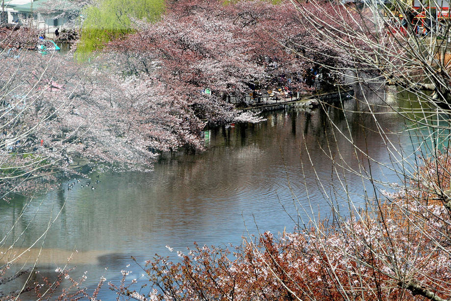 Hanami in Italia 2019: quando e dove  Fioritura dei ciliegi come in  Giappone - Donna Moderna