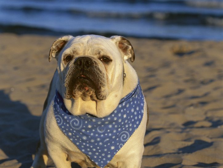 Paura In Spiaggia Pittbull Attacca Cagnolina E Padrona Il