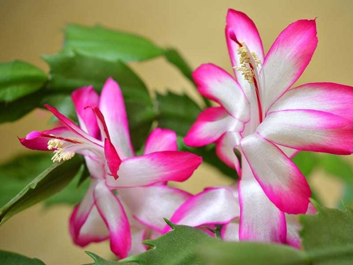 Cactus Senza Spine Quali Sono Come Curarli Donna Moderna