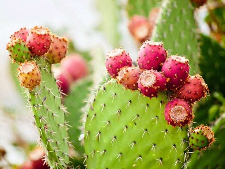 Cactus Pianta Grassa Cura Caratteristiche Nomi